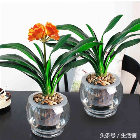 各种水培植物养护方法,有没有比较常见的水培植物