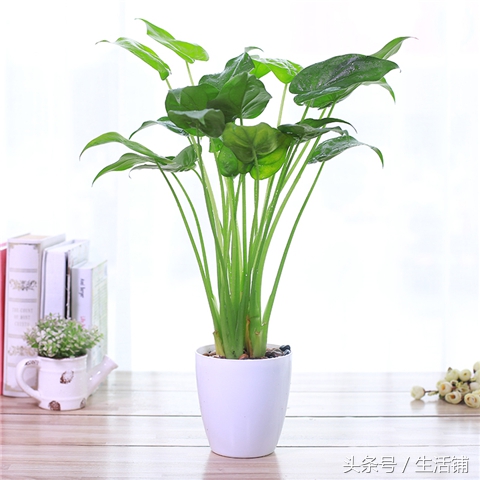 各种水培植物养护方法,有没有比较常见的水培植物