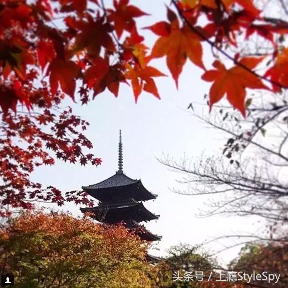 杨树林口红哪个色号适合黄干皮,黄皮杨树林口红色号推荐