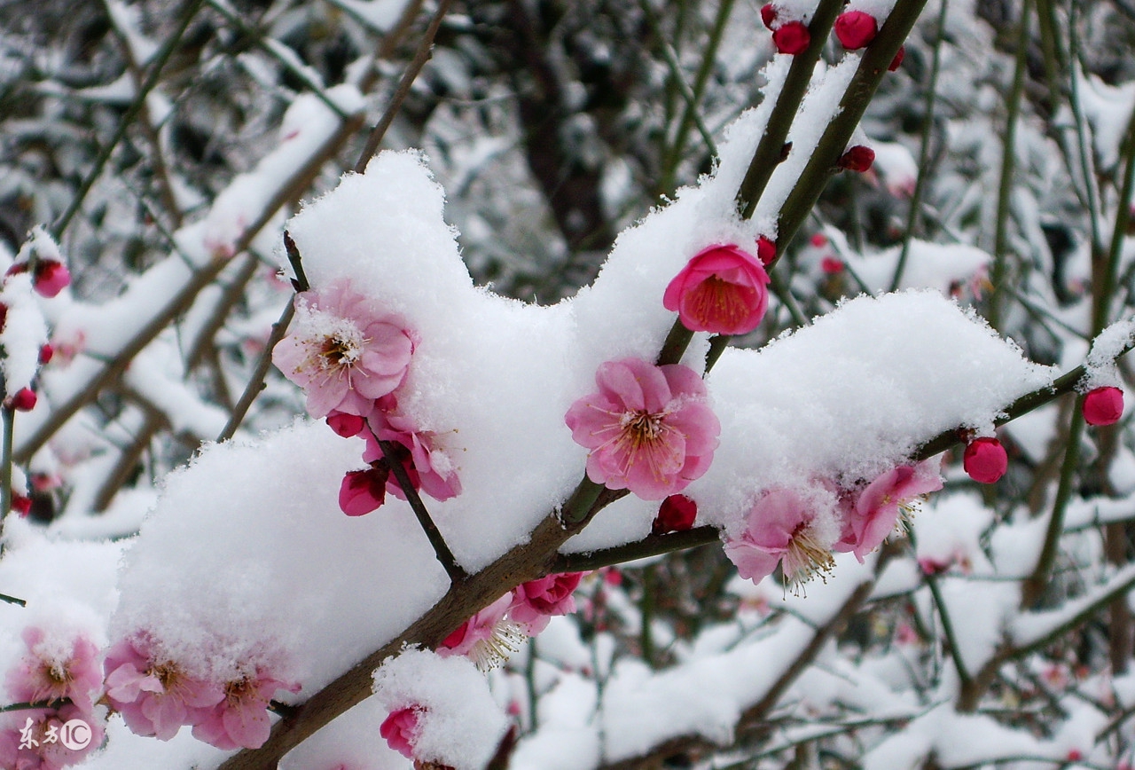描写雪景的古诗词有哪些,关于描写雪景的古诗词