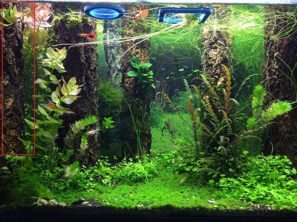 鱼缸怎么样培养硝化细菌,鱼缸如何培养硝化细菌