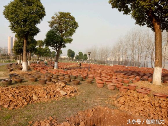 小型碗莲从种植到开花,碗莲养护基地在哪里