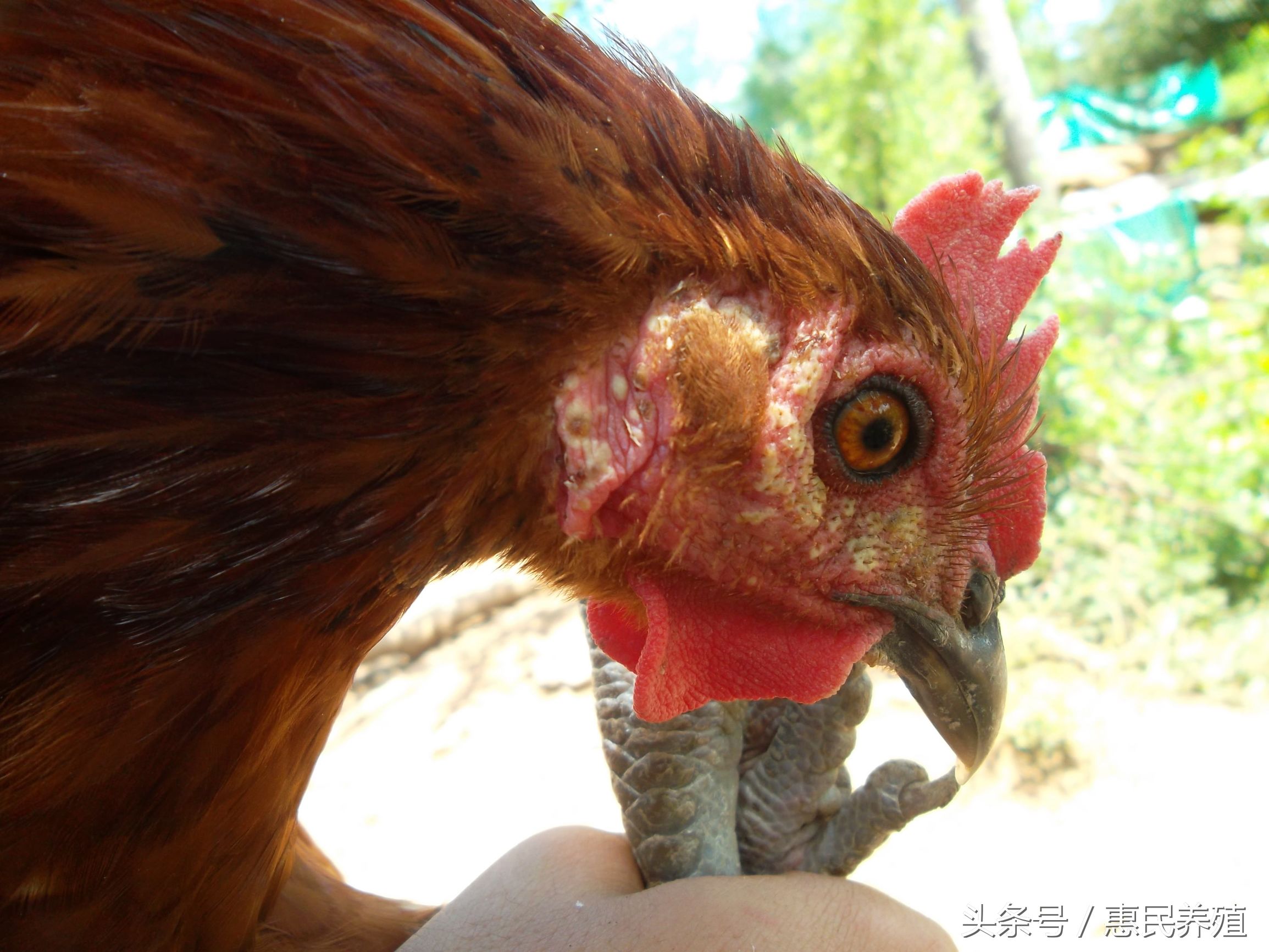 鸡痘用什么药防治,养鸡如何处理鸡痘