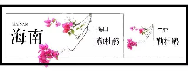 盘点史上最全中国各城市市花,中国各大城市的市花分别是什么