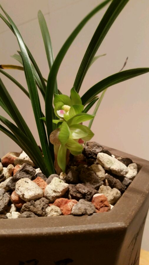 这五种花不能养,5种不能多浇水的花