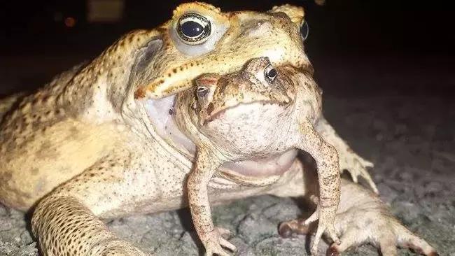 澳洲大量狗舔蟾蜍上瘾,狗狗舔到蟾蜍有没有事