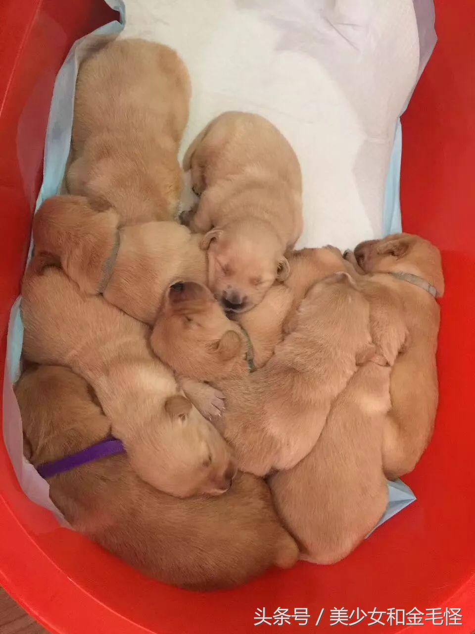 母犬需要注意的问题:难产,如何正确认识、预防和治疗难产呢?