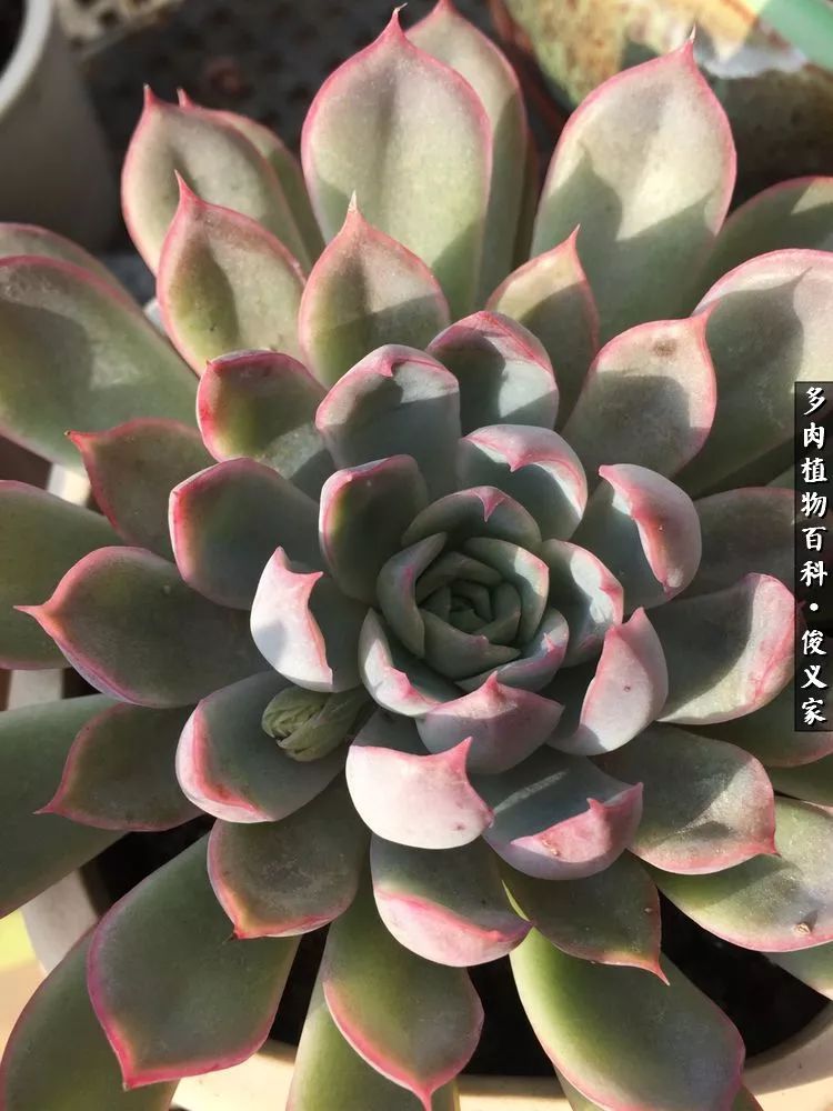 遇见你真是很幸运,遇见你真的很幸运下一句