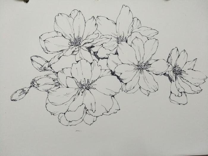 「手绘」河津樱花针管笔稿步骤