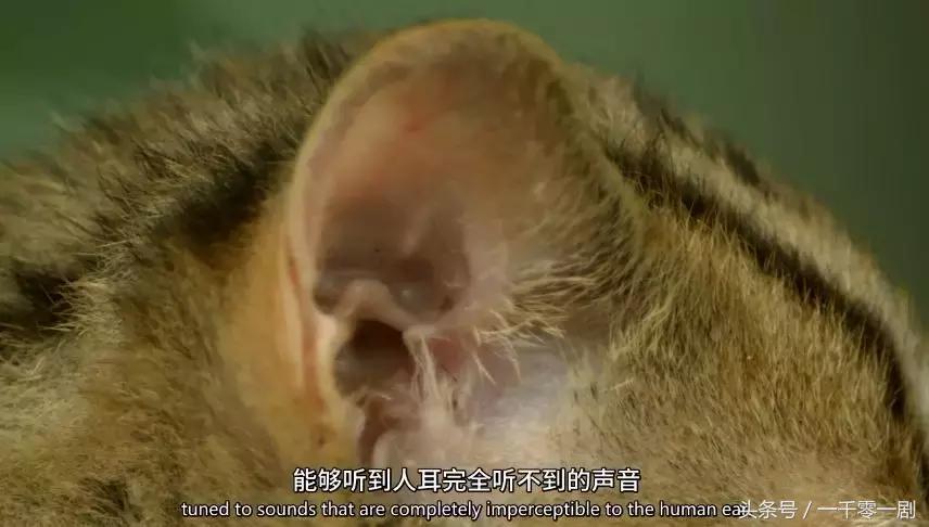 我打赌，这部「三级片」让你从此走上喵生巅峰！