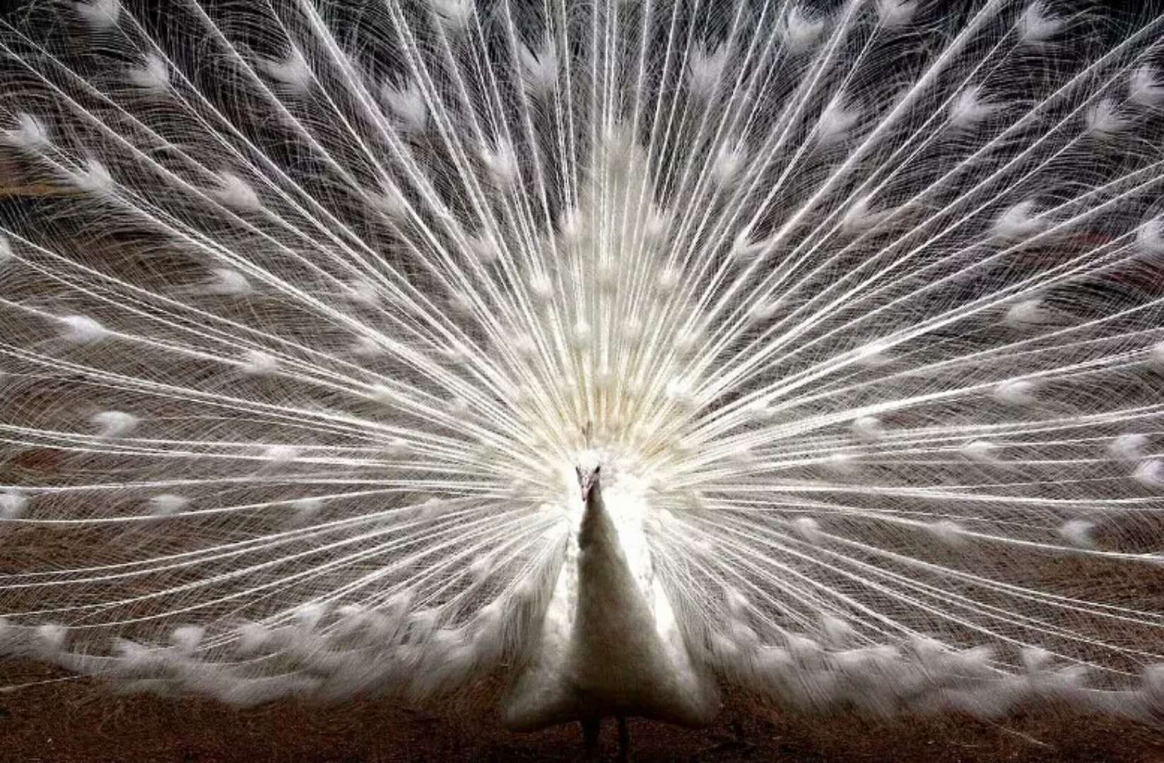 司徒小镇景区栖嬉园,山西司徒小镇栖嬉园