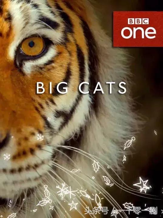 我打赌，这部「三级片」让你从此走上喵生巅峰！