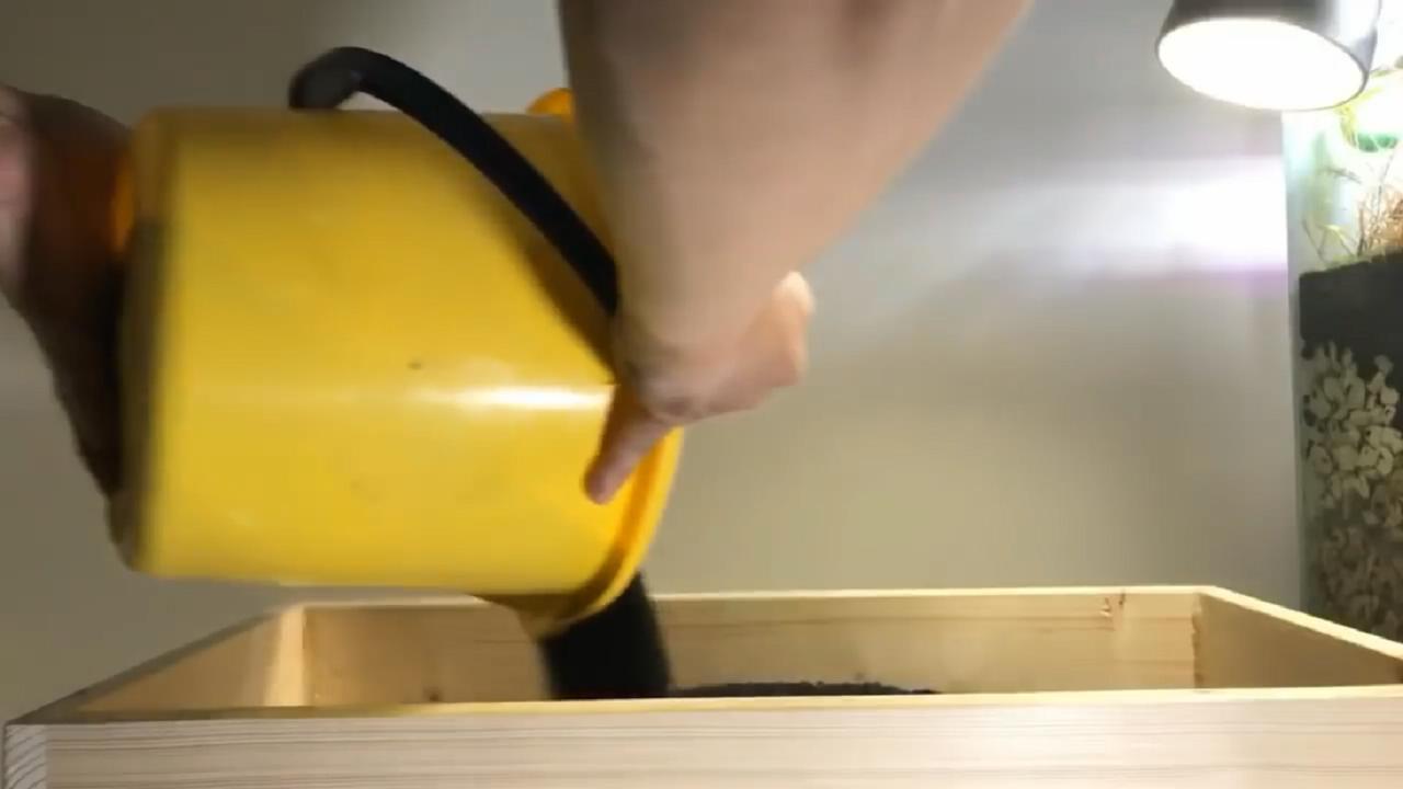 草缸造景维护教程,苔藓造景雨林缸新手