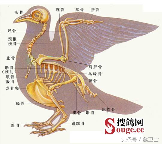 鸽子部位精准剖析