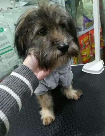 狗狗生病被主人背着去看病,狗狗生病被安乐死