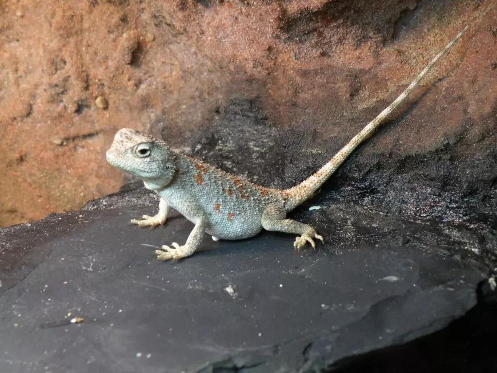 蓝色鬃狮蜥蜴稀有吗,鬃狮蜥黄系对比