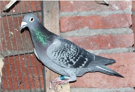 赛鸽的价格是如何制定的？