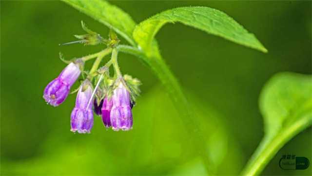 消糜栓能治什么妇科病,绝经后妇女用消糜栓治哪些妇科病