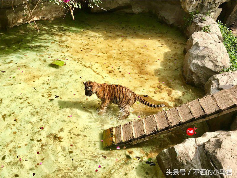 长隆野生动物园3天2晚亲子游,广州长隆野生动物园亲子游攻略