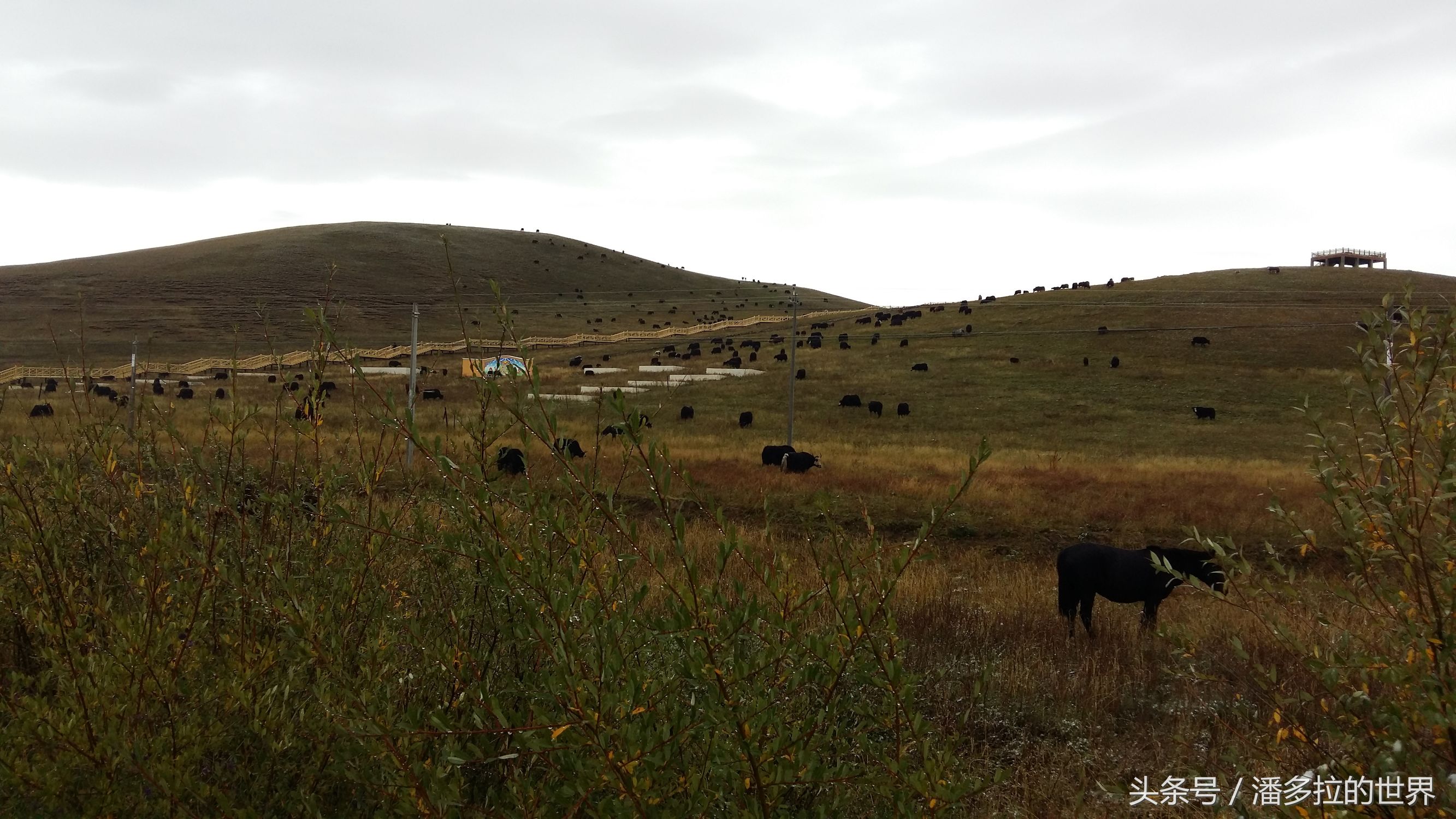 若尔盖大草原到底好不好玩,若尔盖大草原有没有沙漠