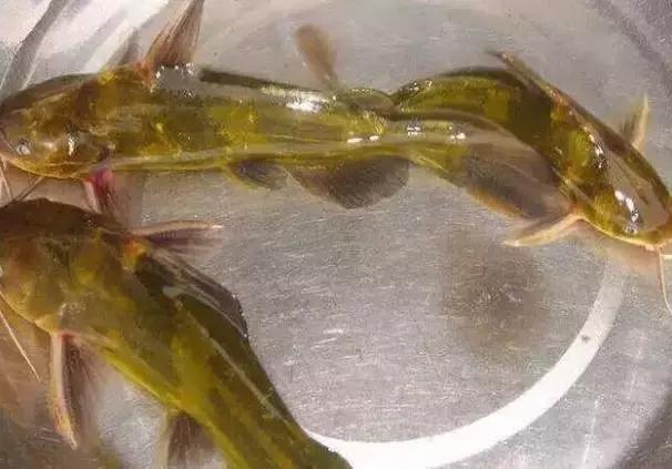 农村乡下水里的这些野货，你小时候有没有捉过？觉得好吃吗？