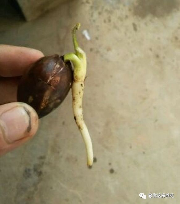 不用种子种的小盆栽简单教程,简单种子盆栽