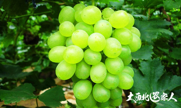 葡萄园管理方法视频,葡萄园套袋手法