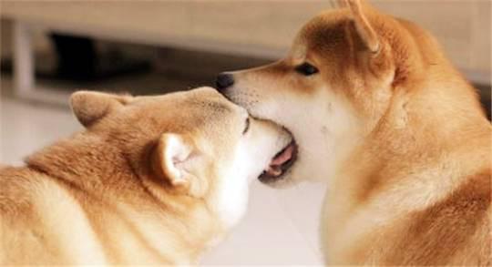 狗狗食道损伤多久能恢复,狗狗腰椎损伤多久能恢复