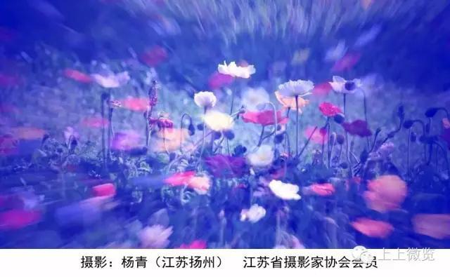 诗句荼蘼,开到荼蘼花事了诗词