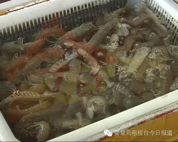 和皮皮虾长得一样的虫子,皮皮虾红色虫子