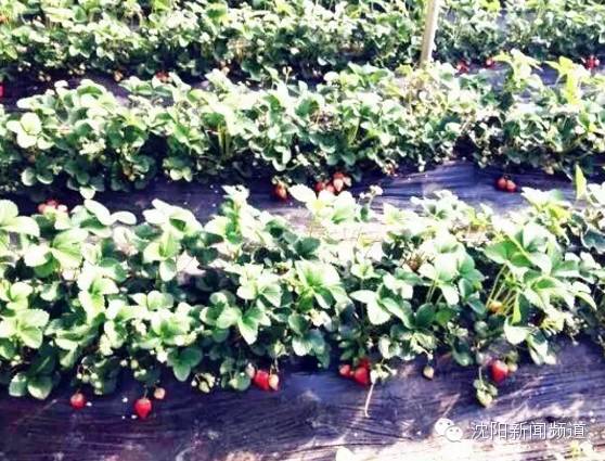 沈阳五一亲子游去哪玩,五一沈阳游玩攻略带孩子沈阳市内