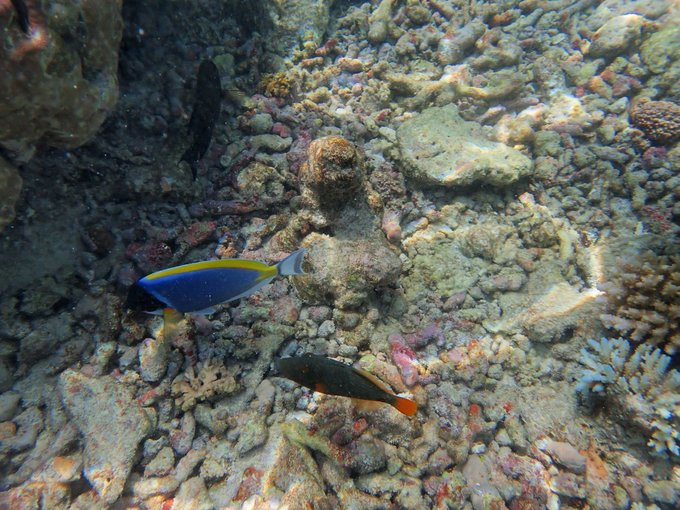 马尔代夫蓝色美人蕉岛,马尔代夫蓝色美人蕉旅游攻略