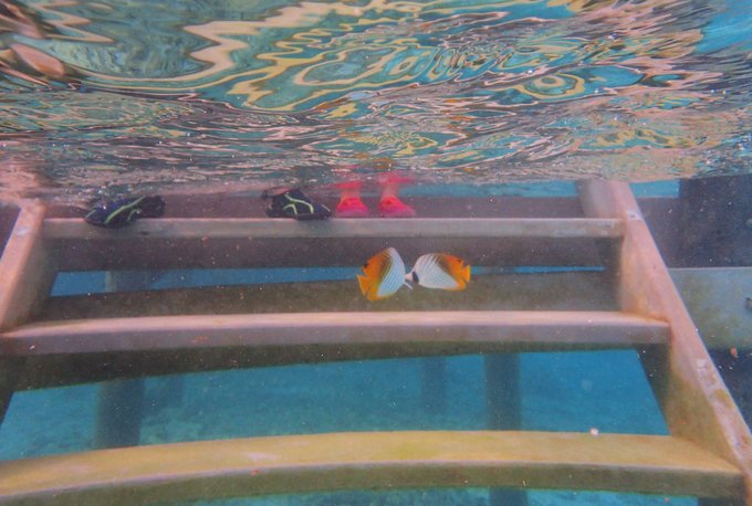 马尔代夫蓝色美人蕉岛,马尔代夫蓝色美人蕉旅游攻略