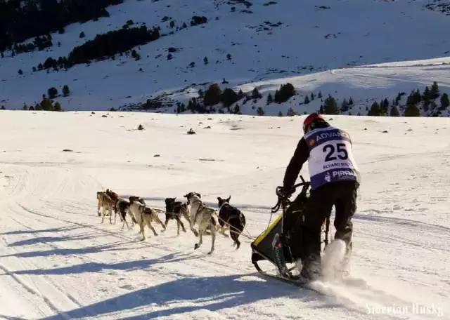 西伯利亚雪橇犬哈士奇白牙,西伯利亚雪橇犬哈士奇解说视频