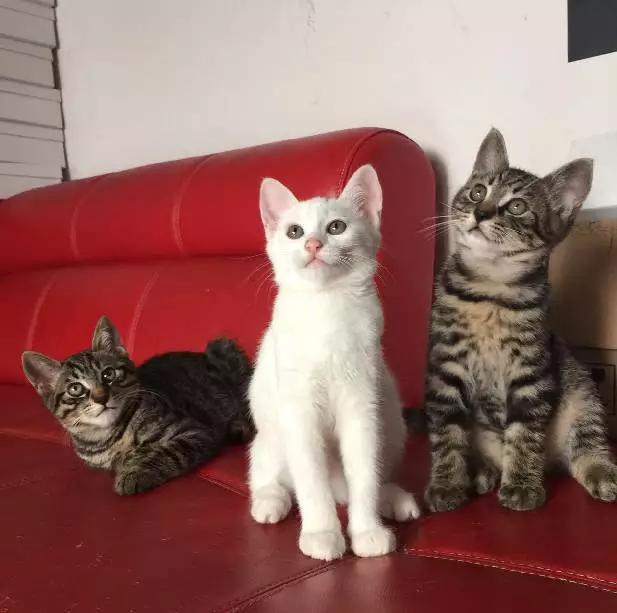 2021年上海领养狗狗,上海领养小动物的地方