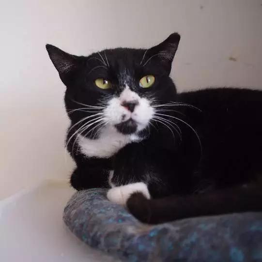 2021年上海领养狗狗,上海领养小动物的地方