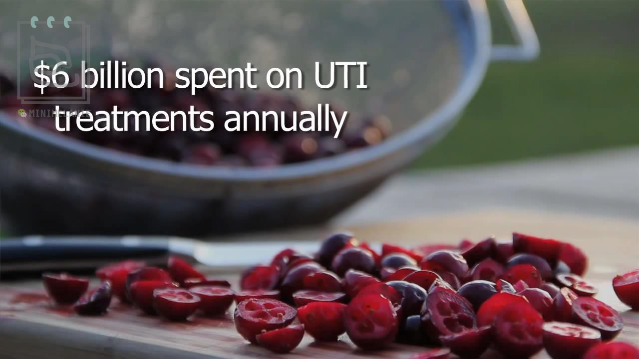 北美红宝石的蔓越莓,北美的红宝石蔓越莓