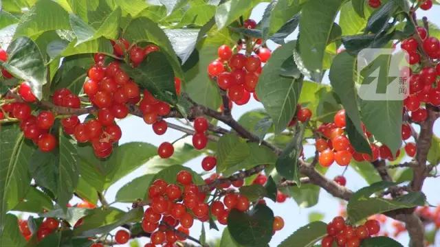 吃樱桃中毒如何自救,吃70颗樱桃会中毒吗