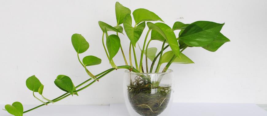 盆栽大绿萝的养殖方法和修剪,绿萝如何修剪才可以长得更旺盛