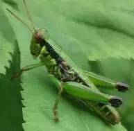 民间最好用的钓法,民间高手玩戳拱钓法的技巧分享