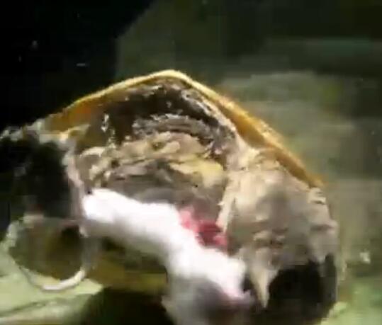 鳄龟活吞老鼠,鳄龟咬人瞬间死亡