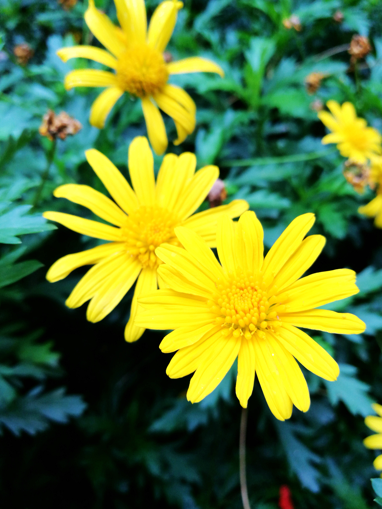 千元5g神机荣耀畅玩50plus,高品质千元5g手机荣耀畅玩