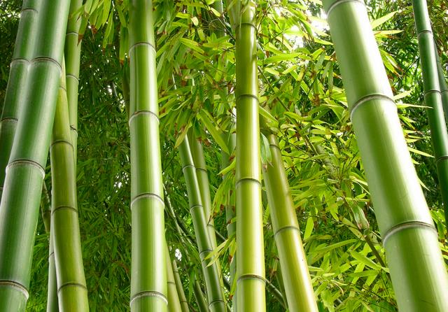 竹子竟然是最好的鱼竿！这个你要不知道就OUT了！