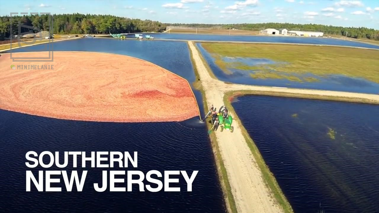 北美的红宝石蔓越莓,蔓越莓北美红宝石