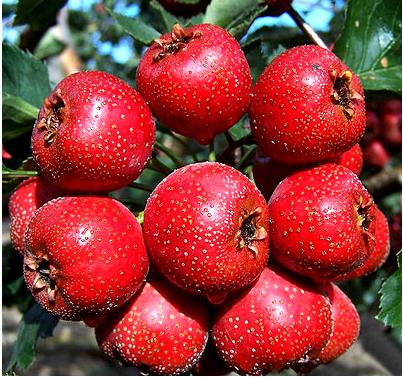 孕期十大禁忌水果有哪些,孕妇十大禁忌水果是哪些水果