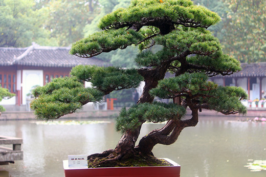 寓意着健康长寿的家养绿植,寓意吉祥富贵的室内绿植