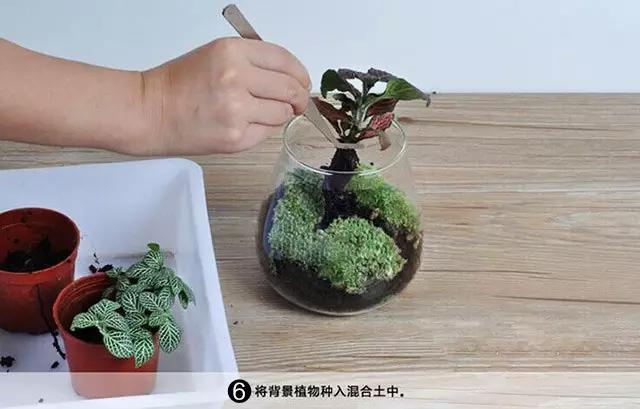 苔藓盆栽制作方法,苔藓植物盆栽制作