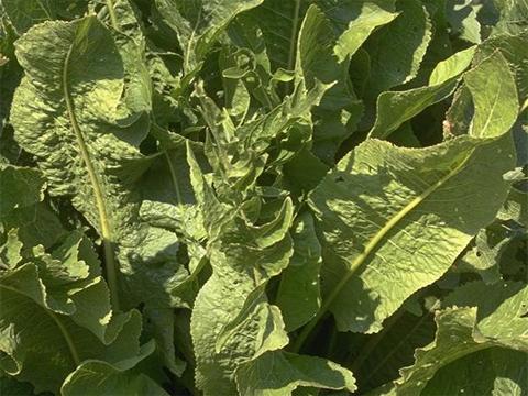 食物中毒后适合吃哪些食物,食物中毒常用的解毒食物