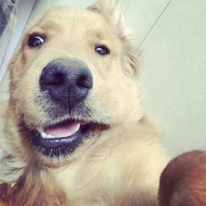 如果把金毛吃进去了会怎么样,金毛在家里偷吃