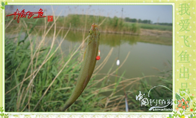 我爱飞鱼初探新钓点